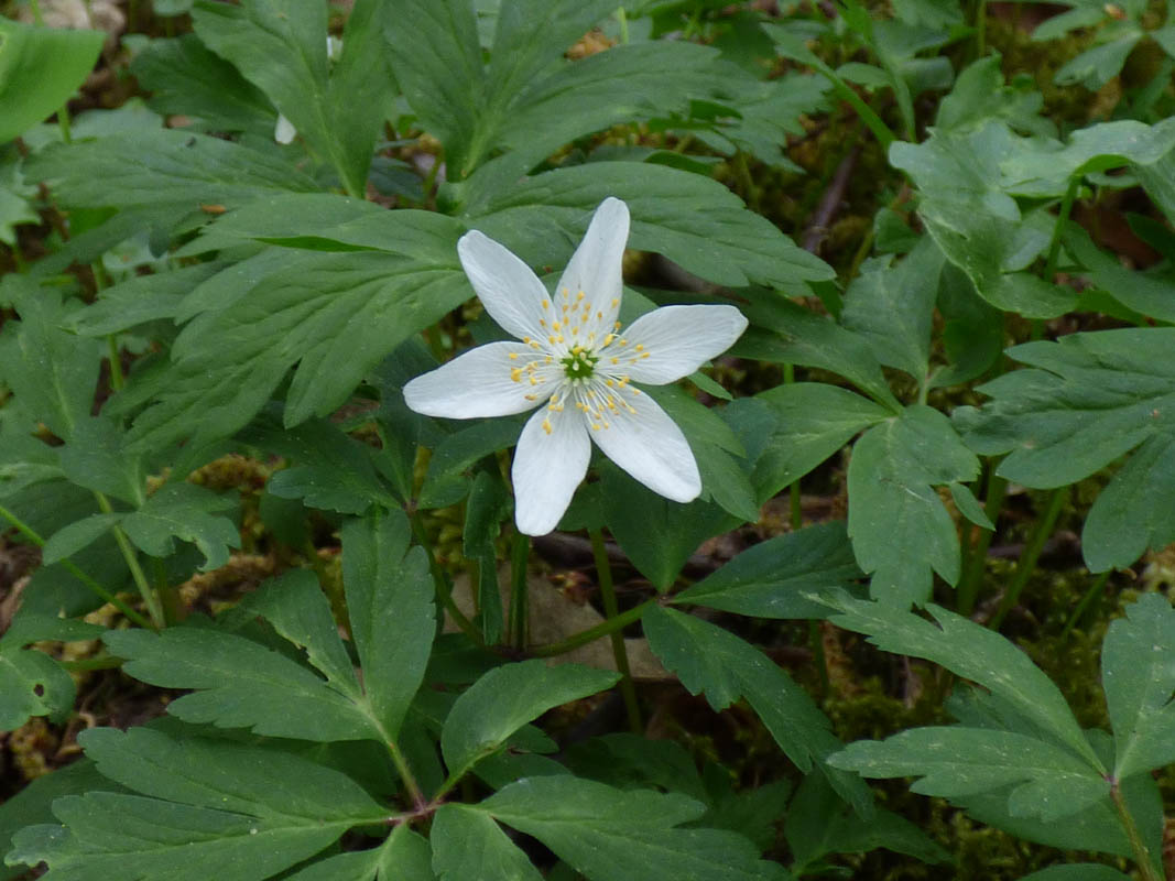 Anemone nemorosa